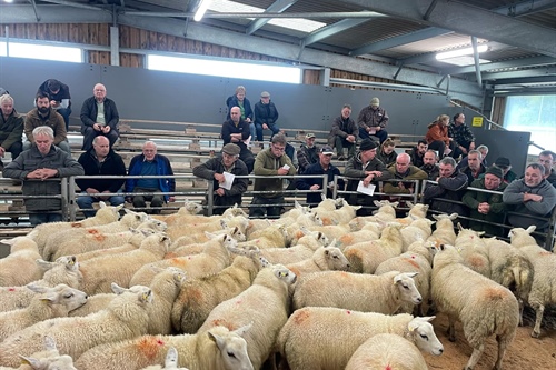 Welshpool Store Sheep